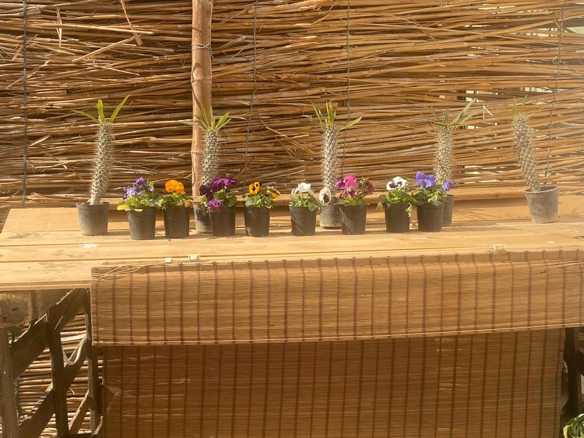 Airport Rooftop Club Luxurious Rooms And Studios Кайро Екстериор снимка